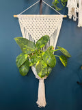 Wall Hanging Macrame Plant Hanger