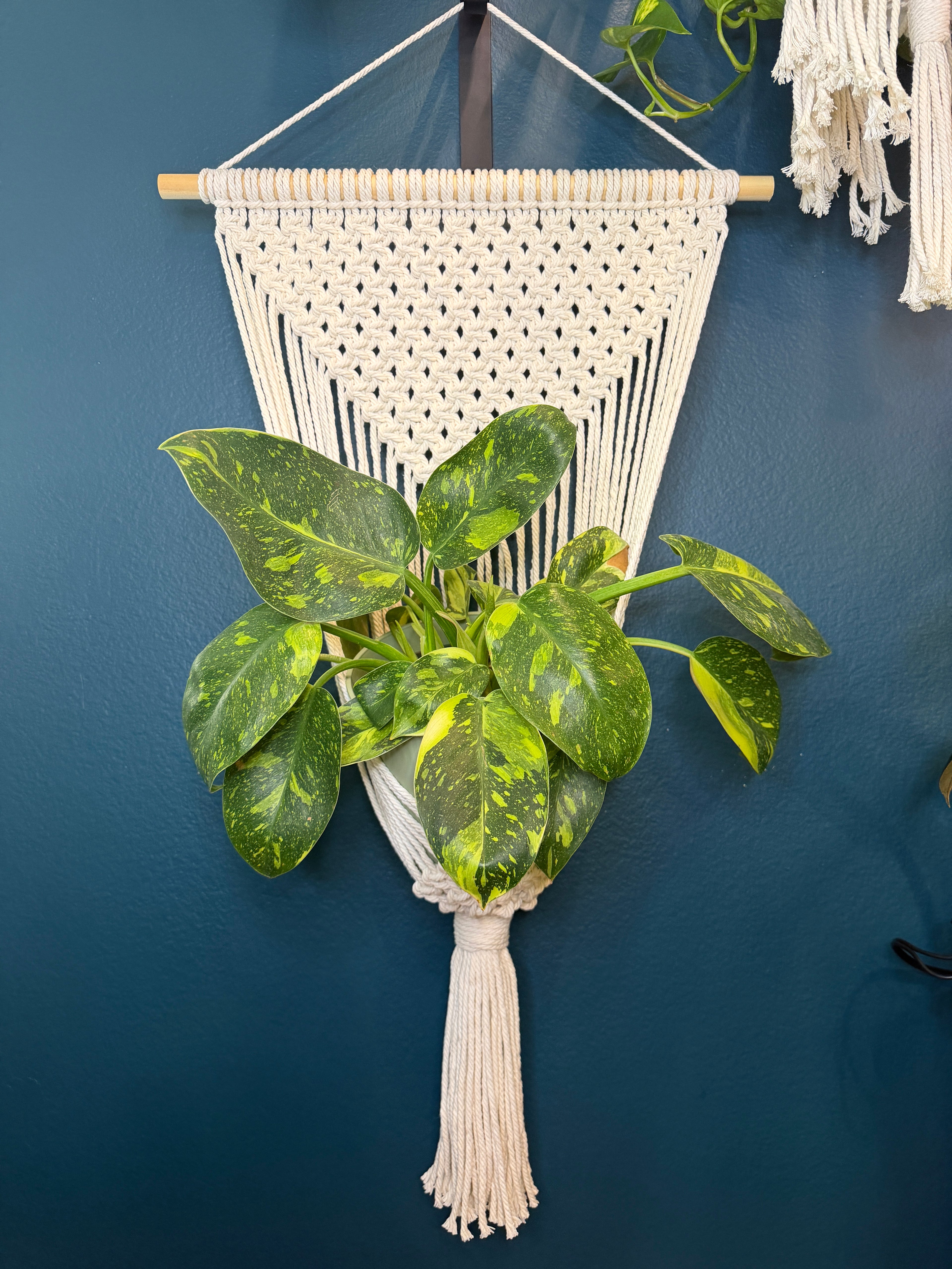 Wall Hanging Macrame Plant Hanger